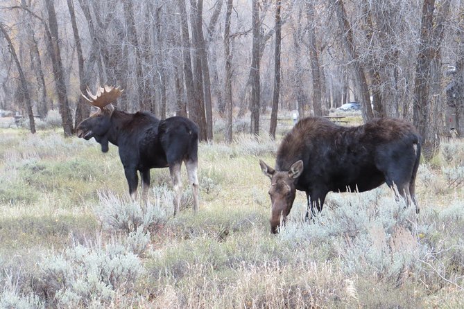 Grand Teton National Park – PRIVATE Sunrise Tour From Jackson Hole