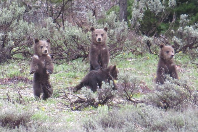 Grand Teton National Park – PRIVATE Sunrise Tour From Jackson Hole