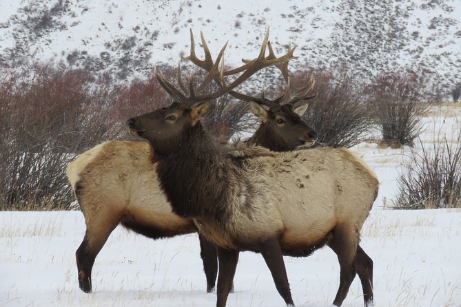 Grand Teton Park & Jackson Hole – PRIVATE Morning Wildlife Tour