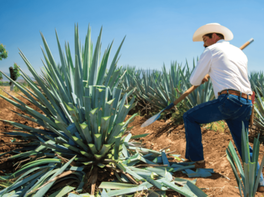 Guadalajara: Tequila Tour From Field to Glass