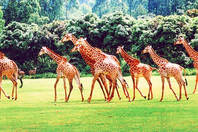 Guangzhou Chimelong Safari Park Private Guided Tour