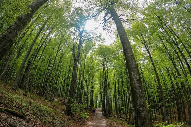 Guided Hiking Adventure in Risnjak and Lokvar Lake - Highlights of the Risnjak National Park
