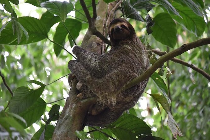 Guided Tour to the Animal Rescue Center in San José (Sloth Tour) - About the Animal Rescue Center