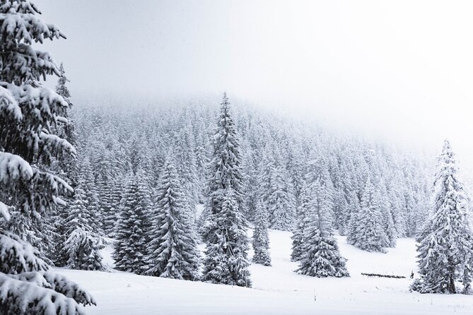 Guided Wilderness Snowshoes Expedition Tour in Rovaniemi - Experiencing the Wilderness Wonderland