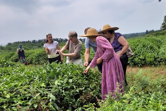 Guria Tour – Tea Road