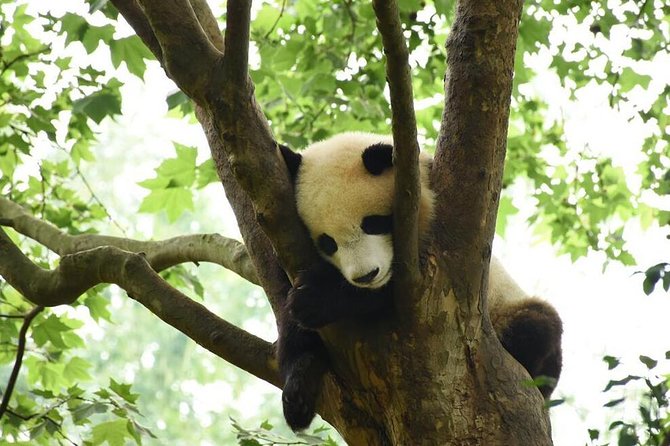 Half Day Chengdu Private Panda Tour