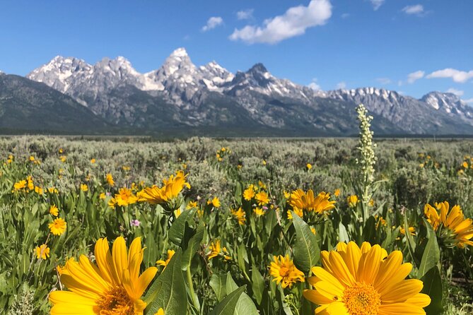Half-Day Grand Teton National Park Wildlife Safari Private Tour
