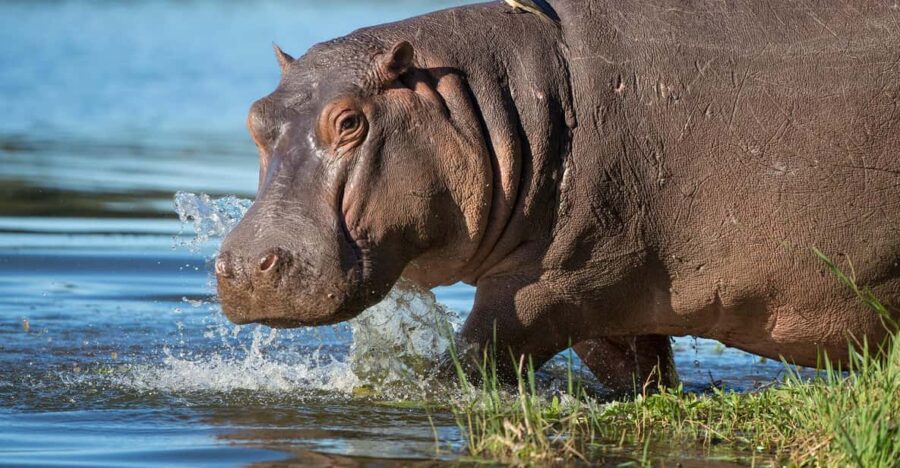 Half Day Isimangaliso Boat Safari Tour From Durban
