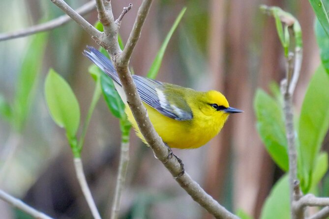 Half-Day Private Bird Tour of Fort De Soto Park in St. Petersburg – 2 Person Max
