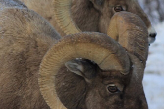 Half-Day Private Breathtaking Tour in Grand Teton National Park