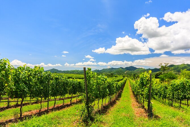 Half-Day Private Monsoon Valley Vineyard Tour Review - Tour Overview