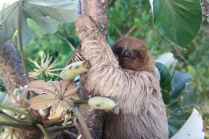 Half Day Roatan Sightseeing and Jungle Island Tour