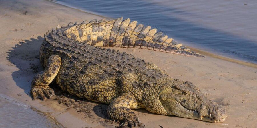 Half Day Safari From Durban