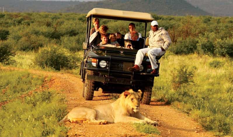 Half Day Safari Tala Game Reserve & Lion Park From Durban