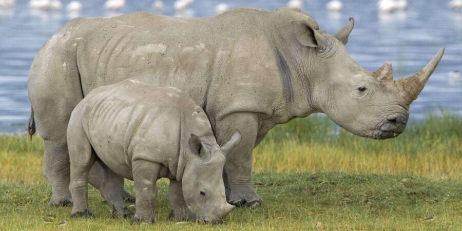 Half Day Tala Game Reserve + Phezulu Safari Park From Durban