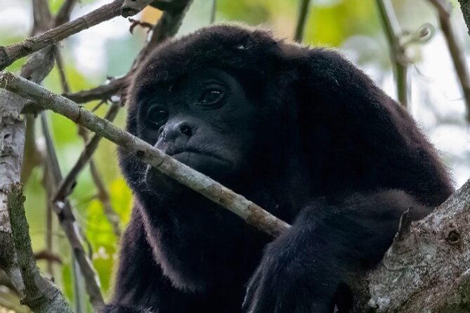 Half Day Tour Mangroves Estuary and Bird Watching From Guayaquil