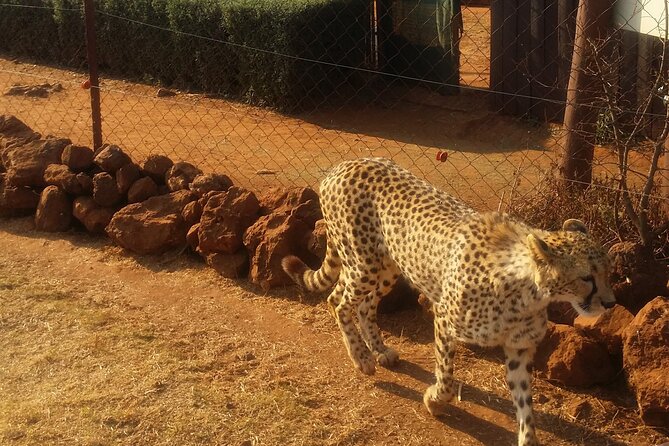 Half-Day Tour to Rhino And Lion Reserve in Krugersdorp - Inclusions and Logistics