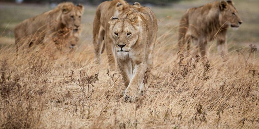 Hazyview: Kruger National Park Full-Day Safari - Tour Overview