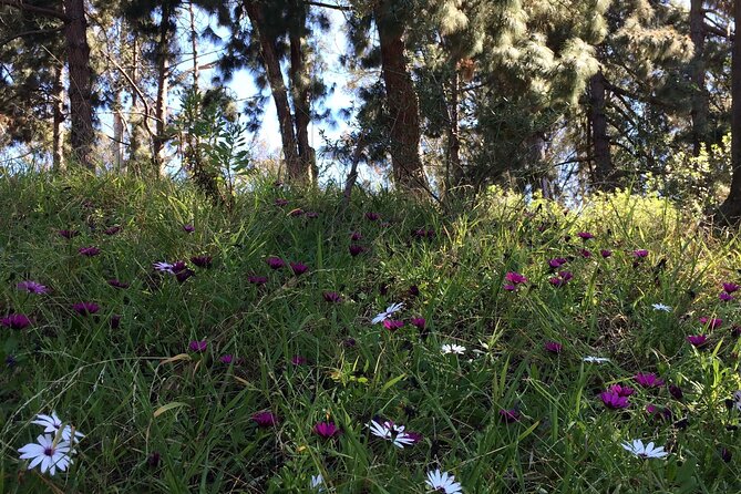 Hidden Nature Walks in the City Private Tour