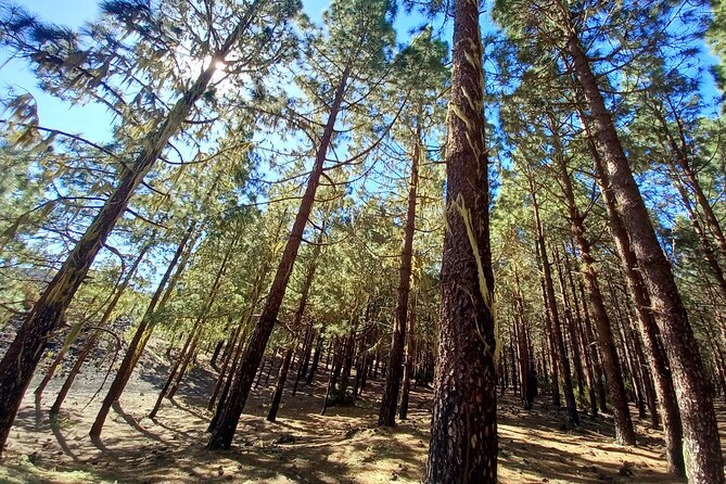 Hiking Classic Tenerife - Overview and Highlights