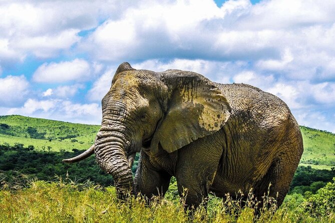 Hluhluwe Imfolozi & Dumazulu Cultural Village Tour From Durban