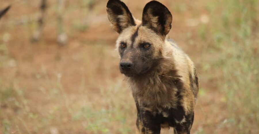 Hoedspruit Endangered Species Centre - Overview and Pricing