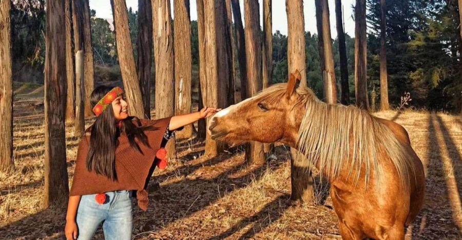 Horse Ride Through Sacsayhuaman, Qenqo and Eucalyptus Forest