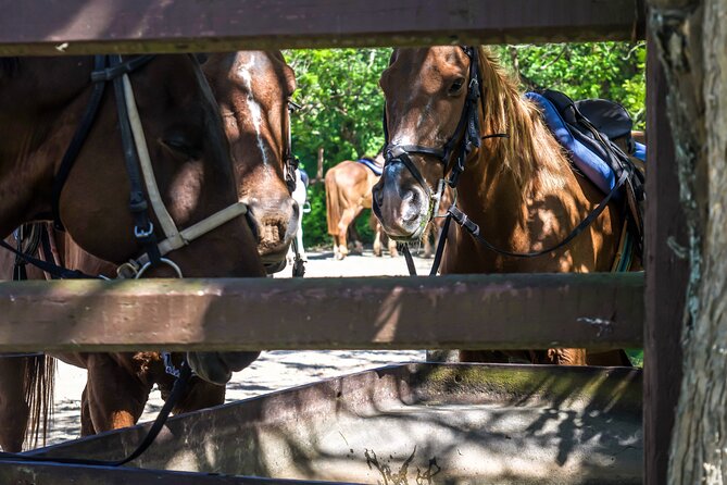 Horseback Riding , Blue Hole and Lunch From Ocho Rios