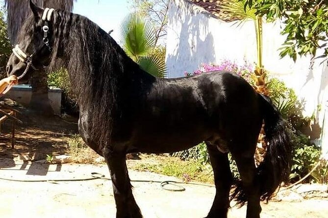 Horseback Riding in Cartagena (Spain)