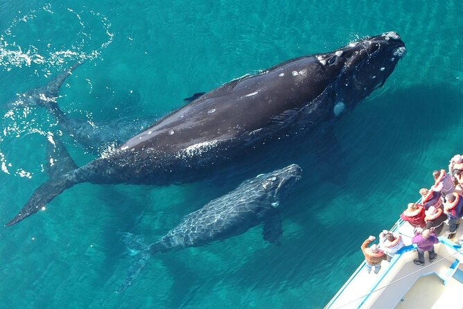 Humpback Whales Excursion in Samana