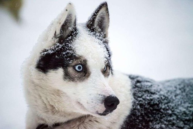 Husky Safari From Rovaniemi Including a Husky Sled Ride