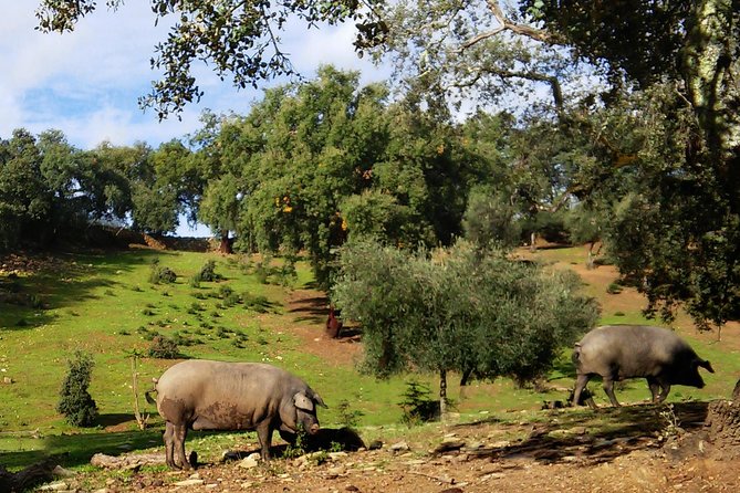 Iberian Ham Tasting Tour From Seville With Aracena Cave