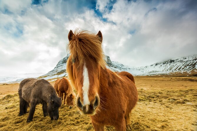 Iceland Stopover: South Shore Tour