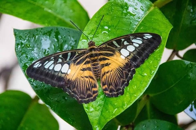 Individual Rainforest Tour