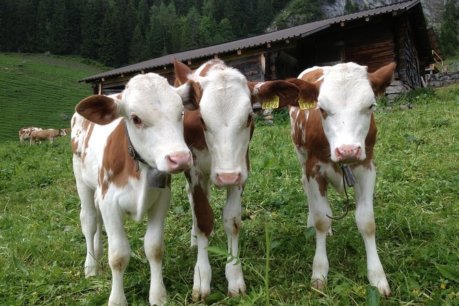 Interlaken & Jungfrau Private Tour - Customized Day Tour With Your Local Guide - Tour Inclusions