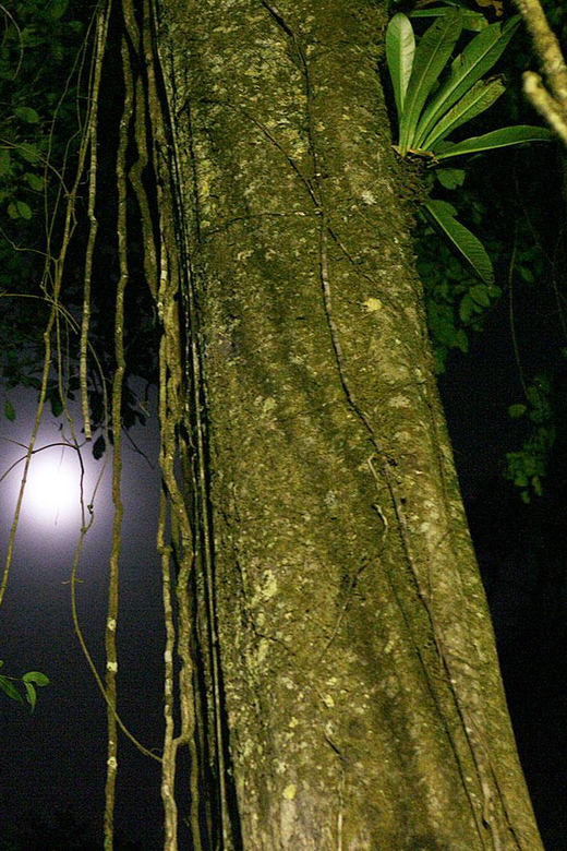 Iquitos 2 Days Amazon River : Night Hike + Monkeys : - Wildlife Observation