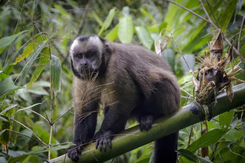 Iquitos: Amazon 4 Days | Rio Nanay, Monkey | - Overview and Pricing