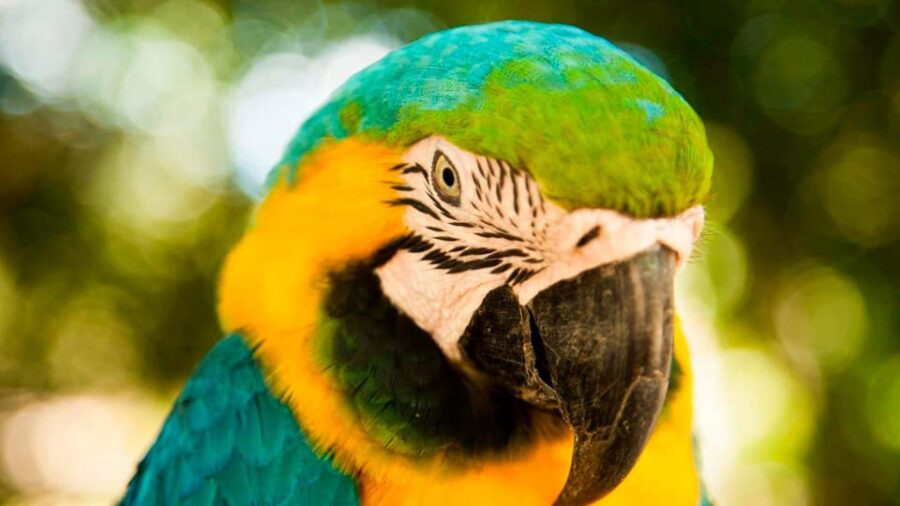 Iquitos|| Excursion Pacaya Samiria National Reserve 3D 2N ||