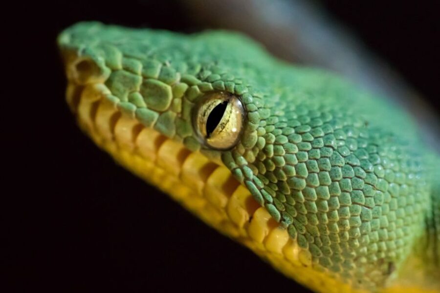 Iquitos: Full-Day Poisonous Frogs Valley Tour