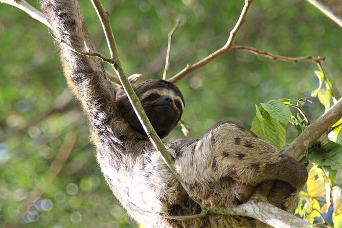 Iquitos Jungle Tour for 3 Days - Tour Overview