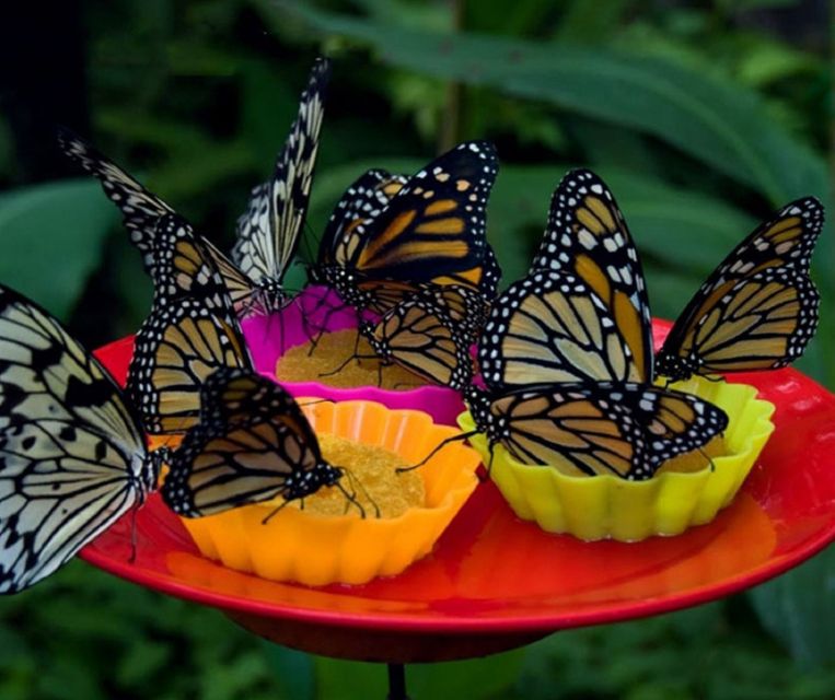 Iquitos: Pilpintuwasi Butterfly Farm Tour - Tour Overview