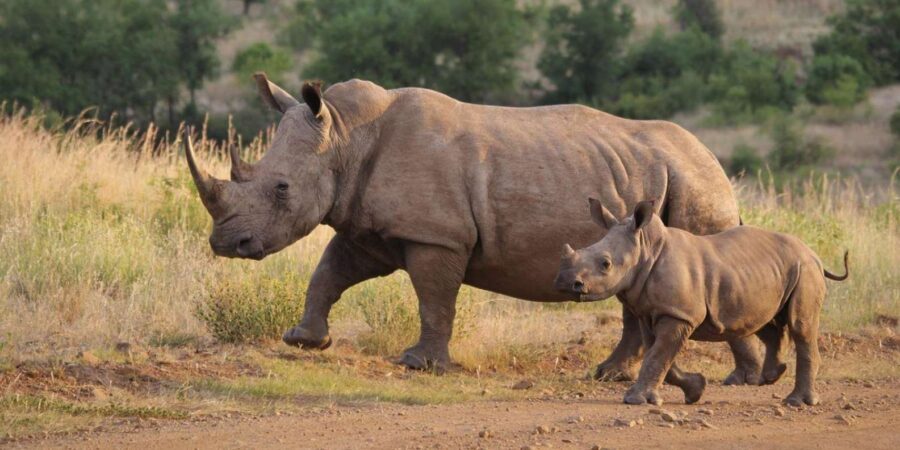 Isimangaliso Day Tour & Hippo & Croc Boat Cruise From Durban