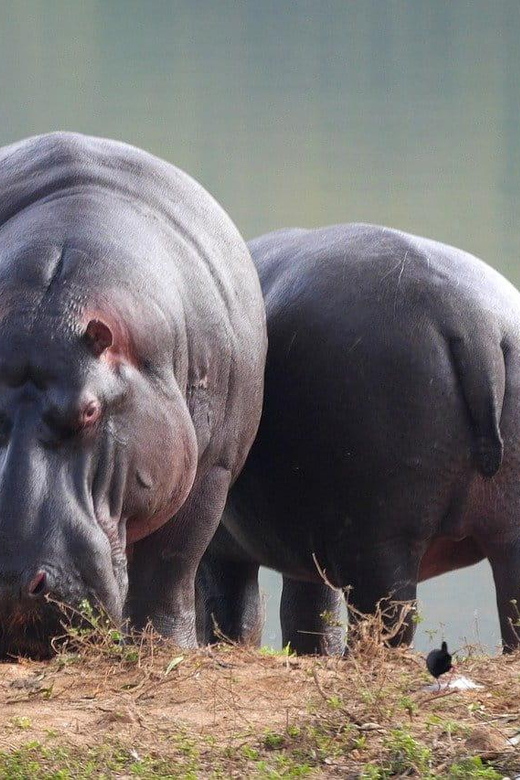 Isimangaliso Wetland Park Boat Cruise & Game Dve From Durban