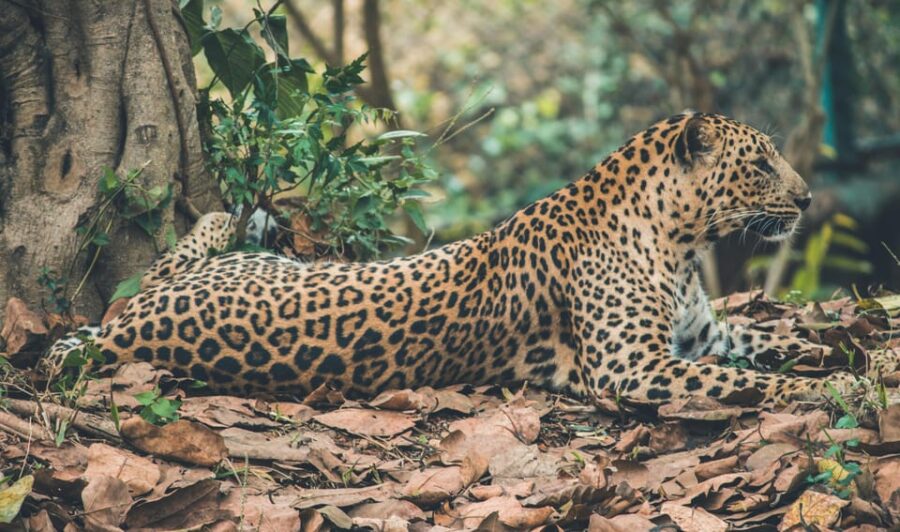 Jaipur: Jhalana Leopard Safari Private Tour