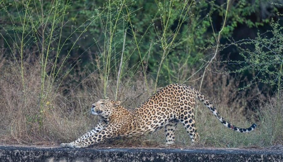 Jaipur: Leopards Safari Tour at Jhalana L Spot Wild Animals