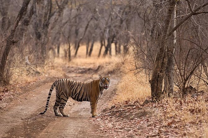 Jaipur to Ranthambore National Park Same Day Tour