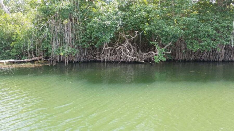 Jamaica: YS Falls and Black River Safari Day Tour