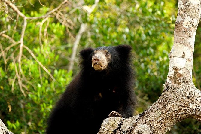Jeep Safari to Yala National Park With an Expert Of Wild Life - Wildlife Sightings in Yala National Park