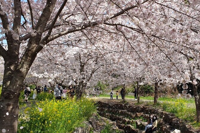 JEJU Cherry Blossom South Full Day Tour