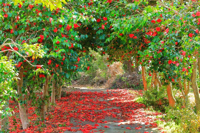 JEJU Cherry Blossom South Full Day Tour
